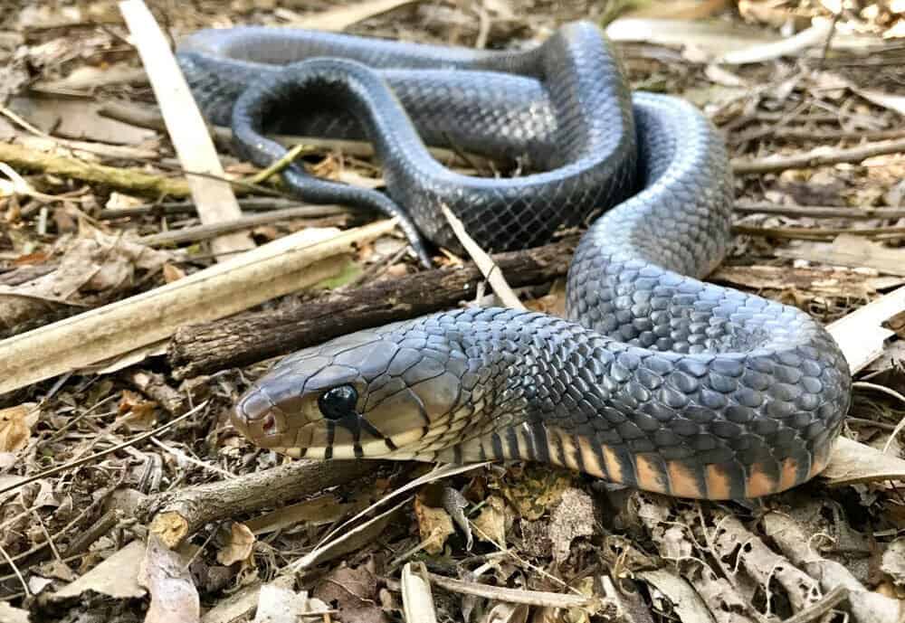 Serpente indaco selvatico del Texas rivolto verso la telecamera