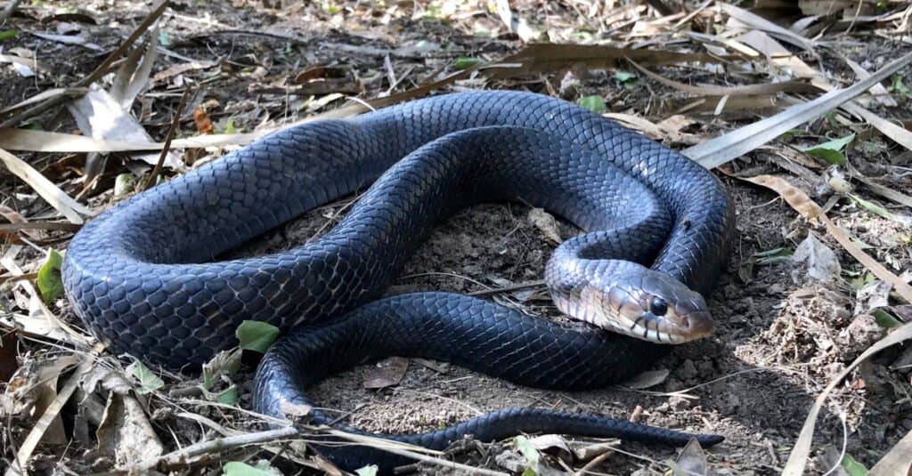 I serpenti indaco del Texas sono serpenti dal corpo grande e molto lunghi, con un colore di base costituito da squame nere iridescenti e macchie marroni.