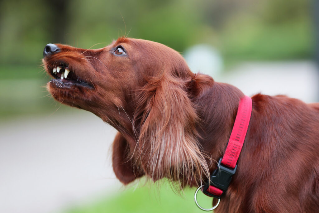 Cane setter irlandese rosso che ruggisce per la protezione della natura. Ritratto ravvicinato dell'animale domestico.