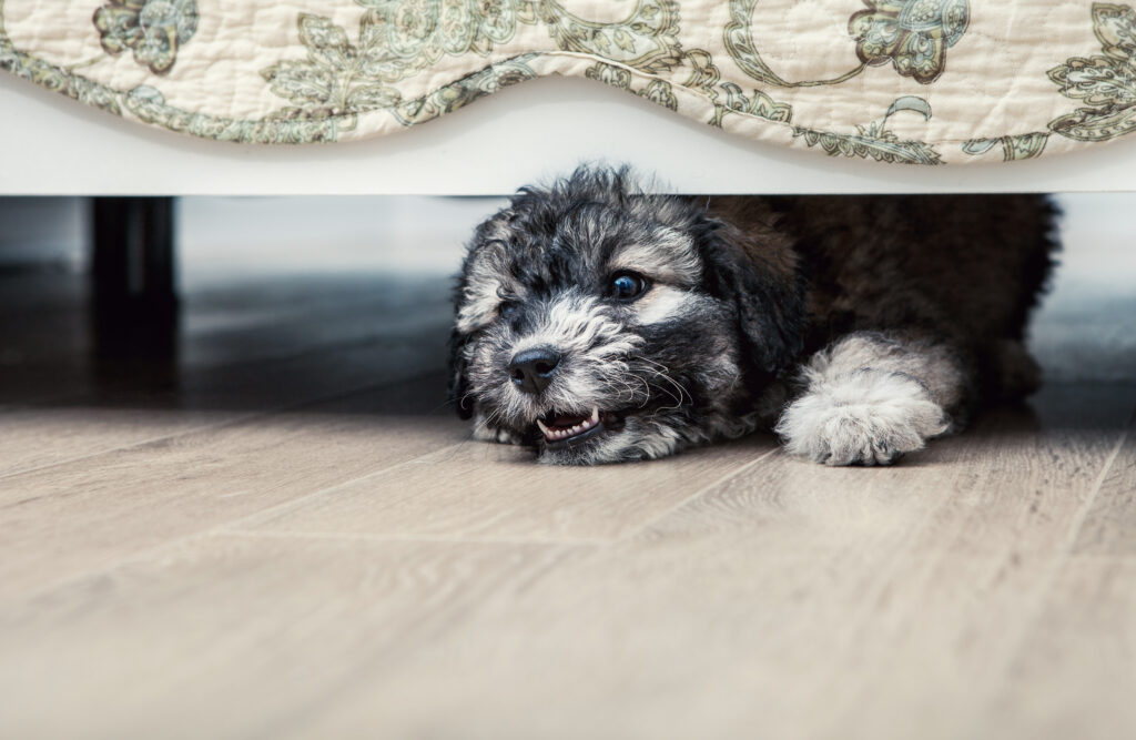 Piccolo cucciolo arrabbiato sotto il letto