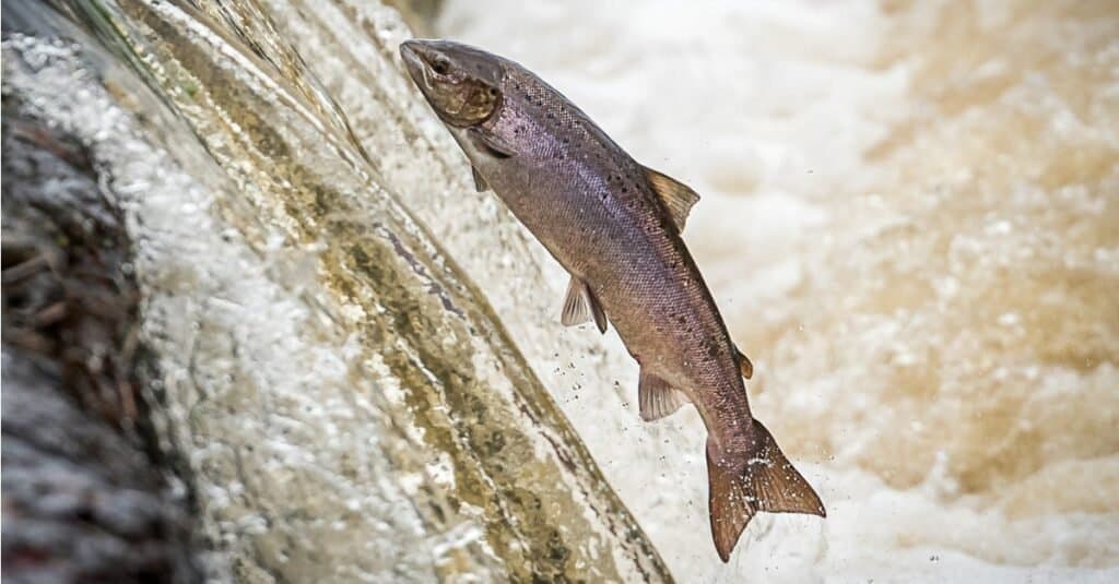 Animali che possono vedere il salmone a infrarossi