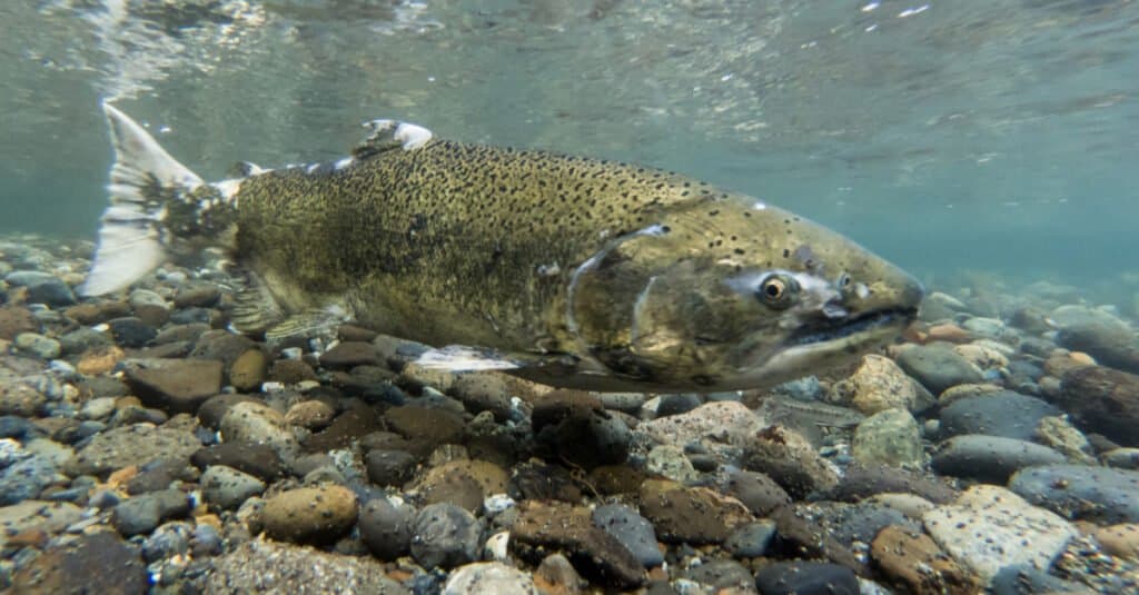 Il salmone più grande - salmone chinook