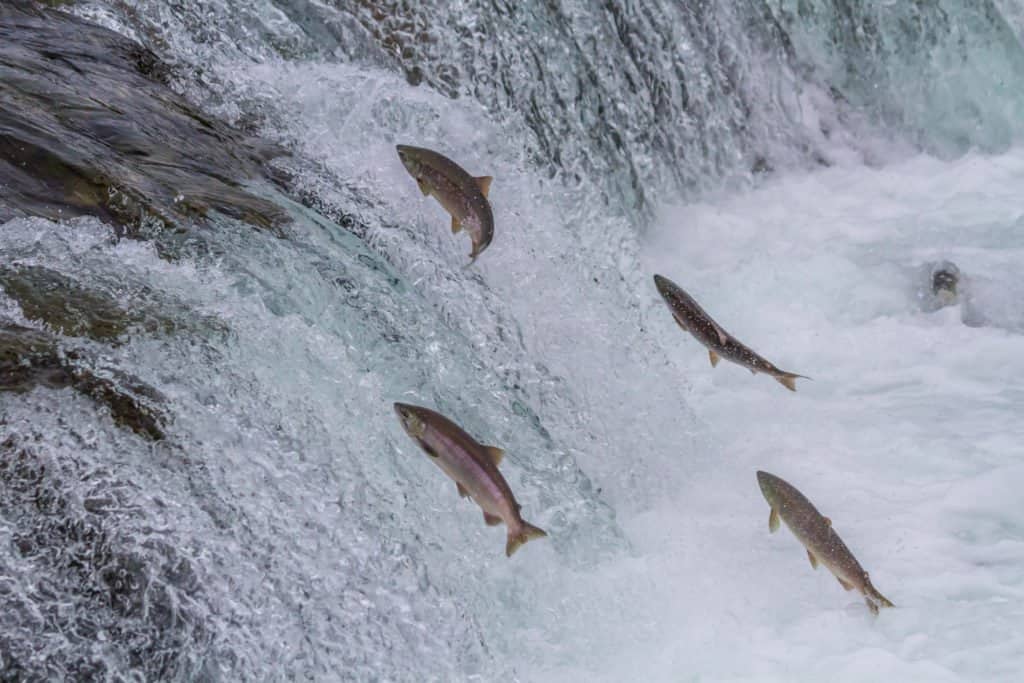 salmone che risale la corrente