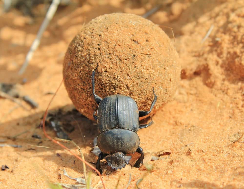 Scarabeo stercorario (Scarabaeidae) - sterco rotolante con zampe posteriori