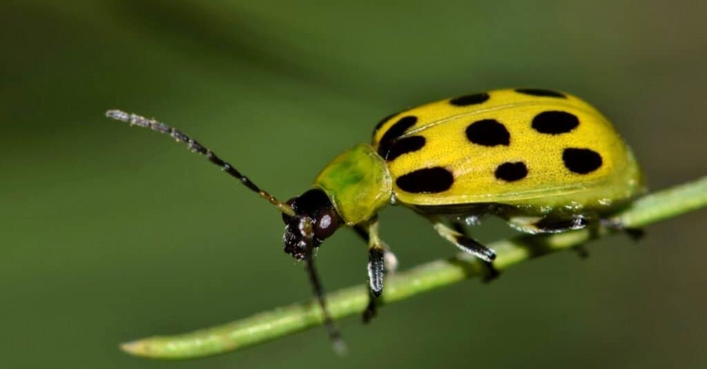 Il ciclo di vita di uno scarabeo - scarabeo adulto