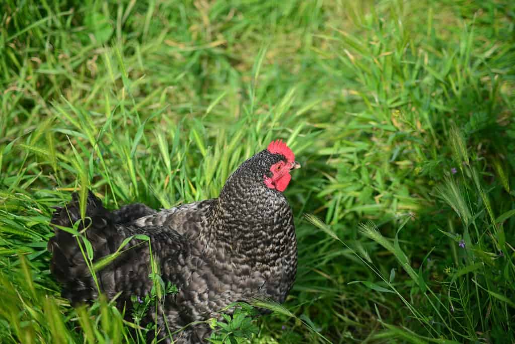 Pollo cuculo Marans che sbircia dall'erba alta