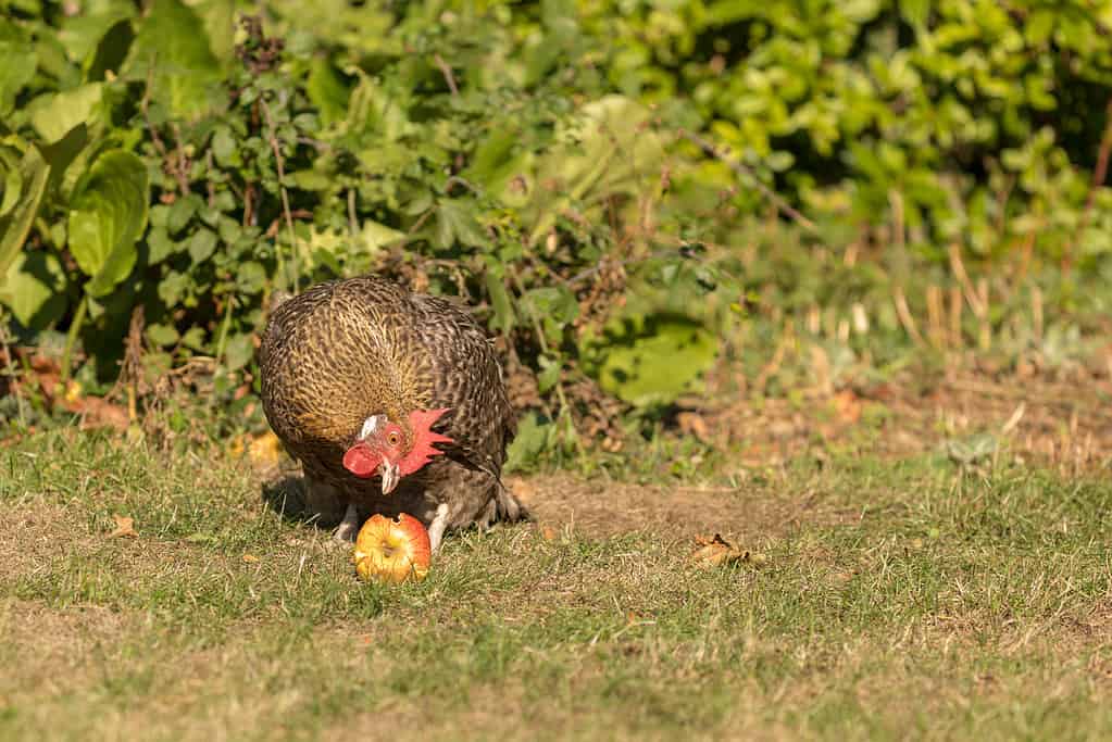 Cuculo Marans che mangia la mela caduta in aria