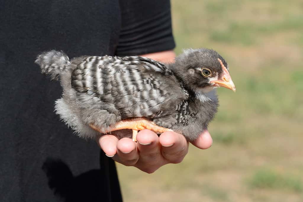 Pollo Barred Rock giovane/bambino