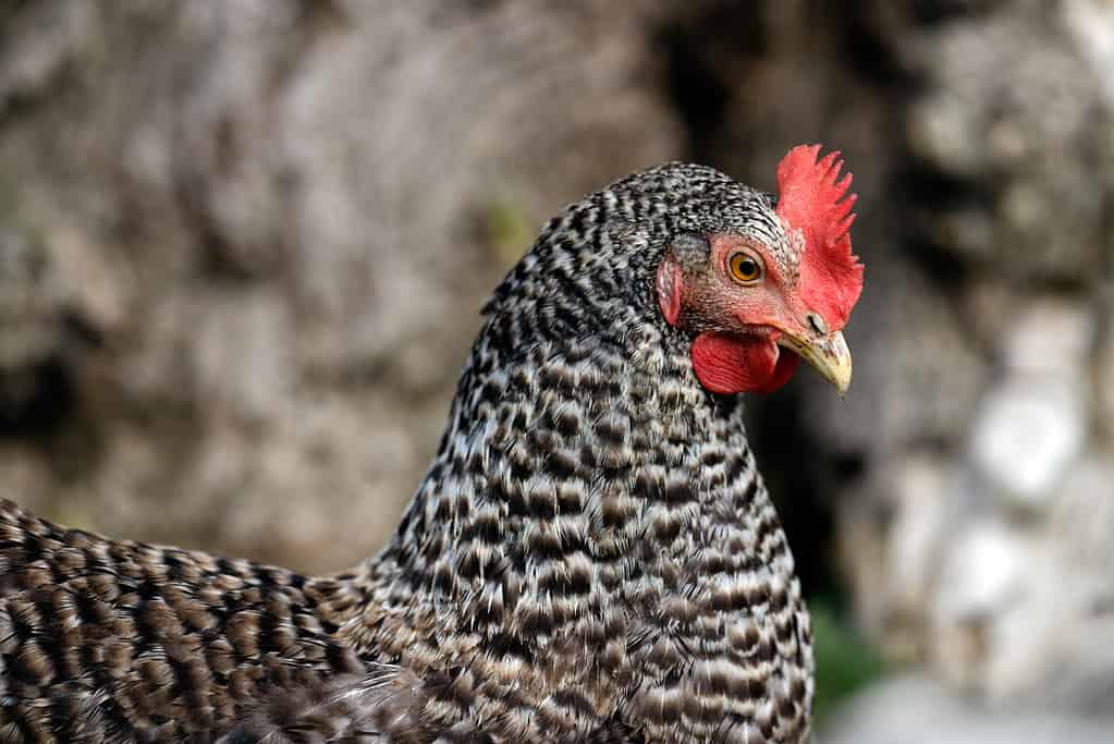 Pollo Barred Rock in primo piano