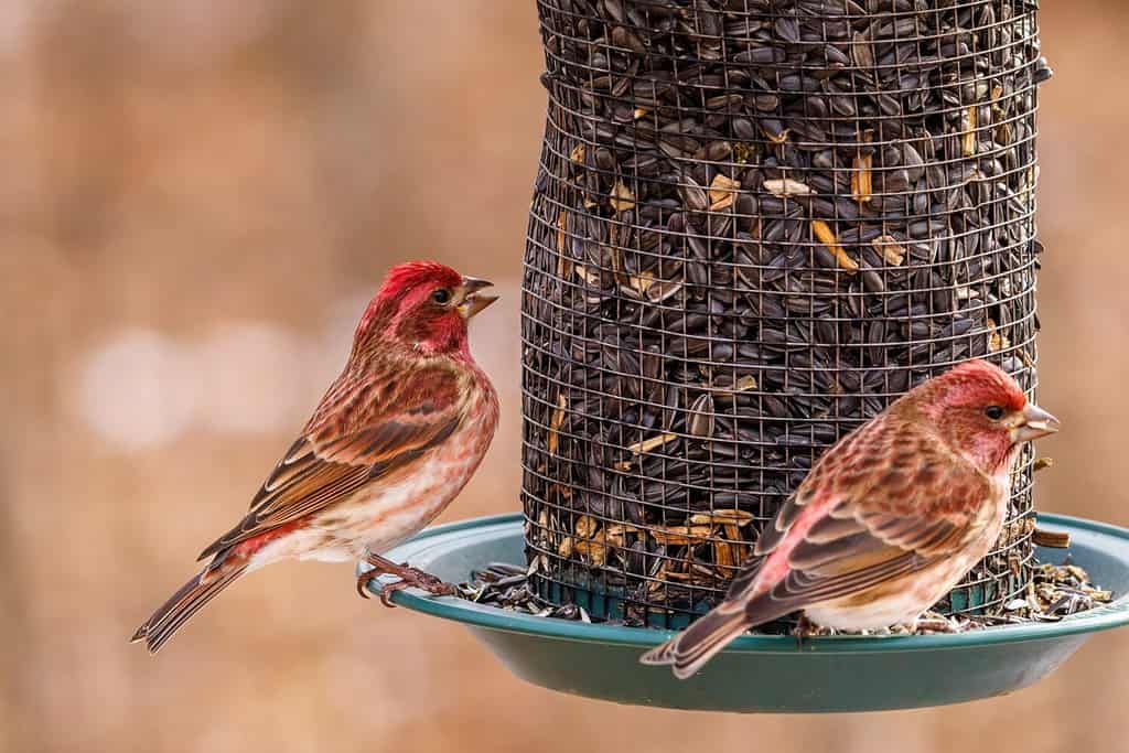 Fringuello viola (Haemorhous purpureus) appollaiato su una mangiatoia che mangia semi di girasole nel tardo autunno. Messa a fuoco selettiva, sfocatura dello sfondo e sfocatura del primo piano.