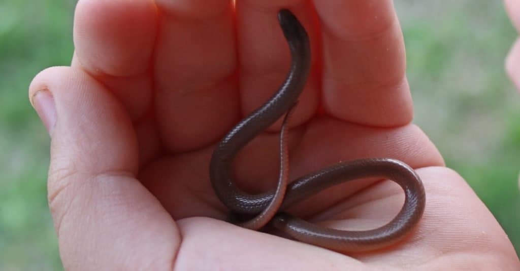 Incontra il serpente con le zampe e come era diverso da una lucertola