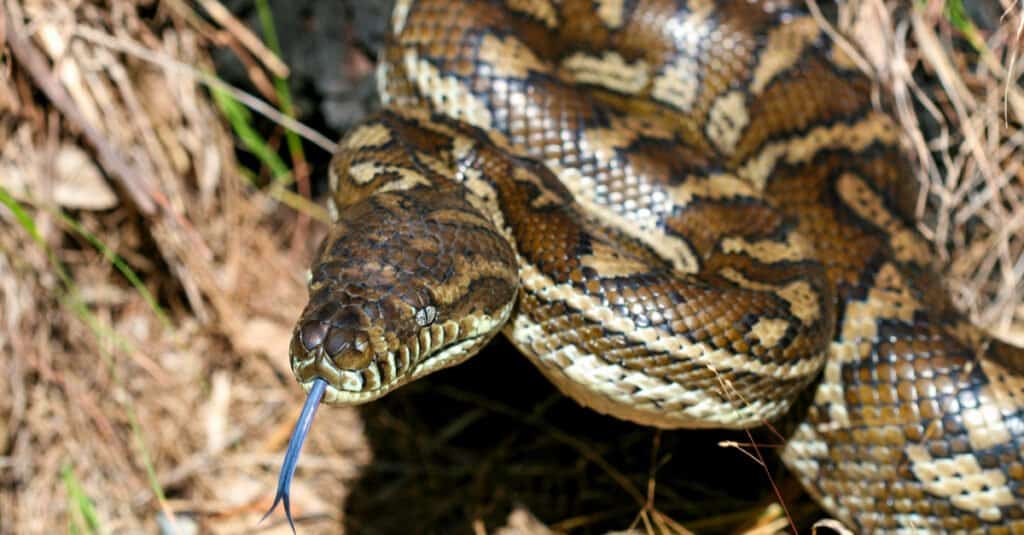 Incontra il serpente con le zampe e come era diverso da una lucertola