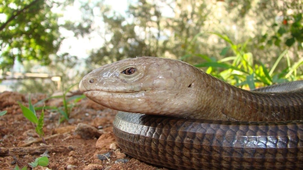 Incontra il serpente con le zampe e come era diverso da una lucertola