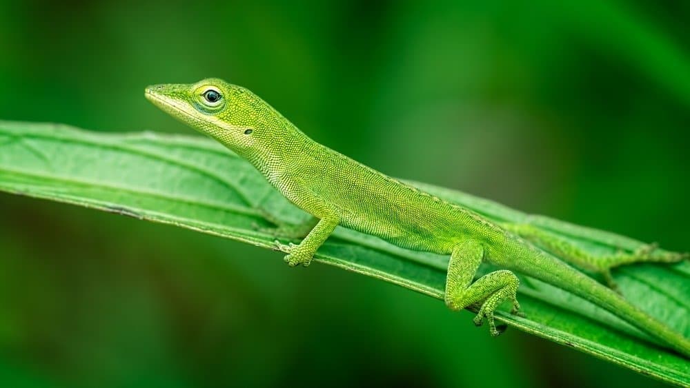 Lucertola anole verde che si rilassa