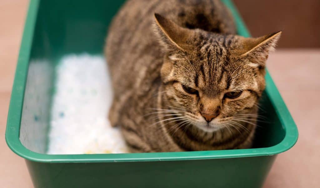 gatto soriano seduto che cammina nella lettiera con gel di silice e fa pipì. gattino domestico arrabbiato e sconvolto che dorme nella lettiera. primo piano zampe piastrelle interne del bagno