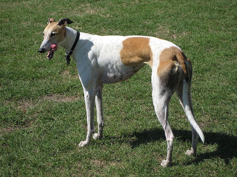 whippet contro levriero