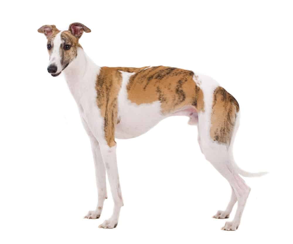 whippet contro levriero