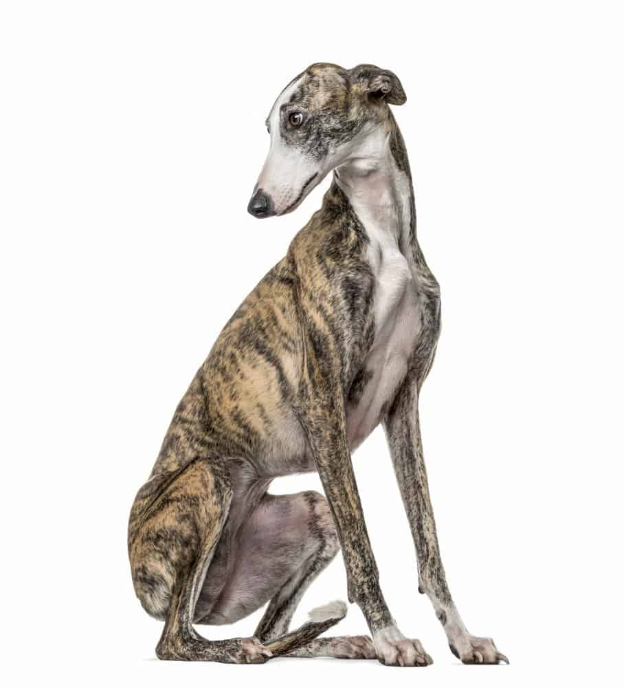 whippet contro levriero