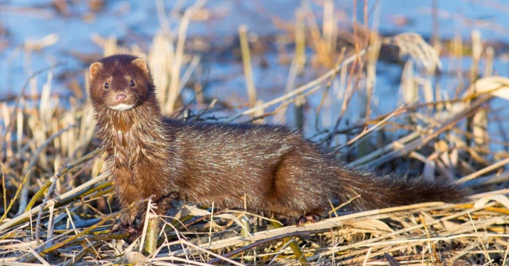 Lontra contro visone