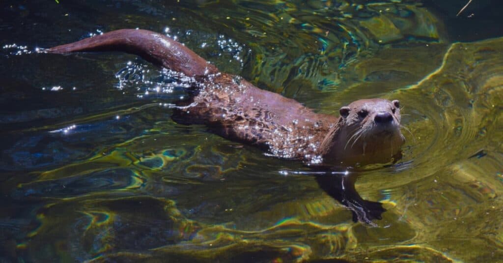 Lontra contro visone