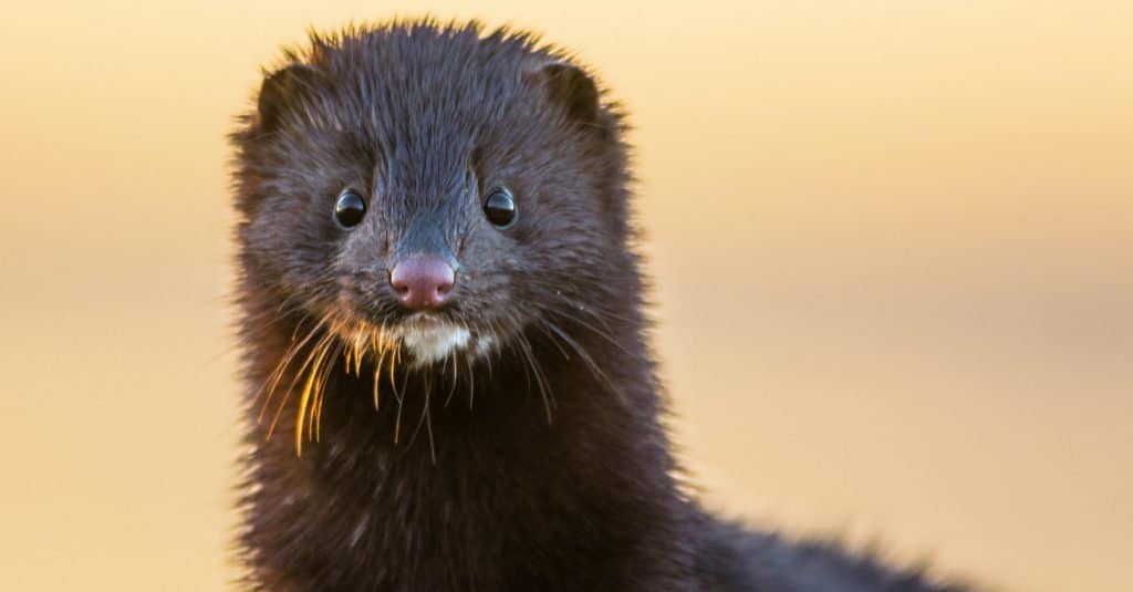 Lontra contro visone