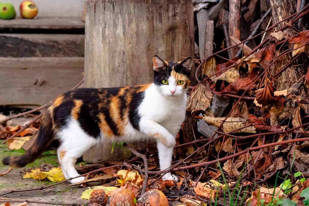 curioso gatto calico che cammina fuori. predatore nel giardino autunnale. composizione di frutta sullo sfondo. concetto del ringraziamento