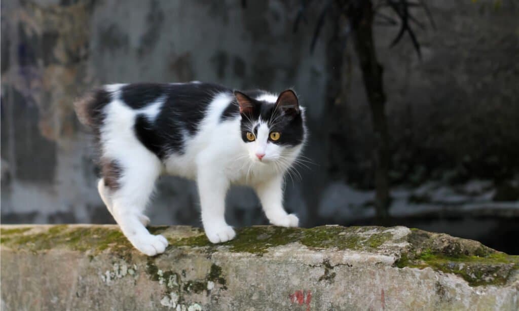 Gatto Manx bianco e nero