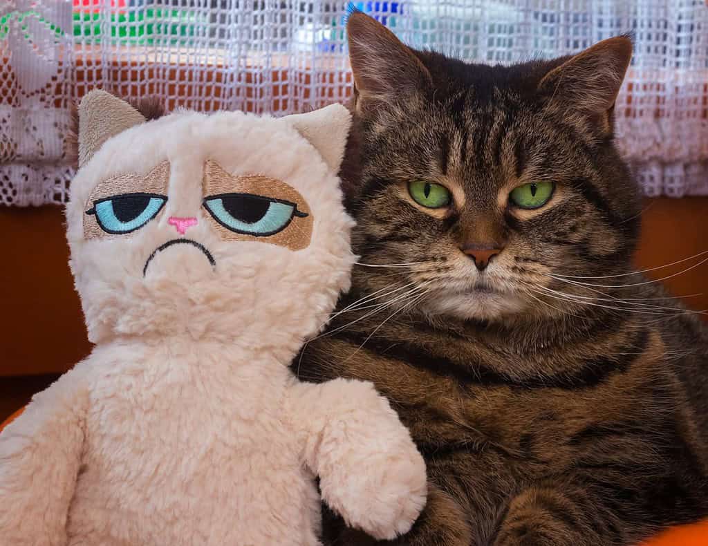 Gatto soriano scontroso con un peluche Grumpy Cat