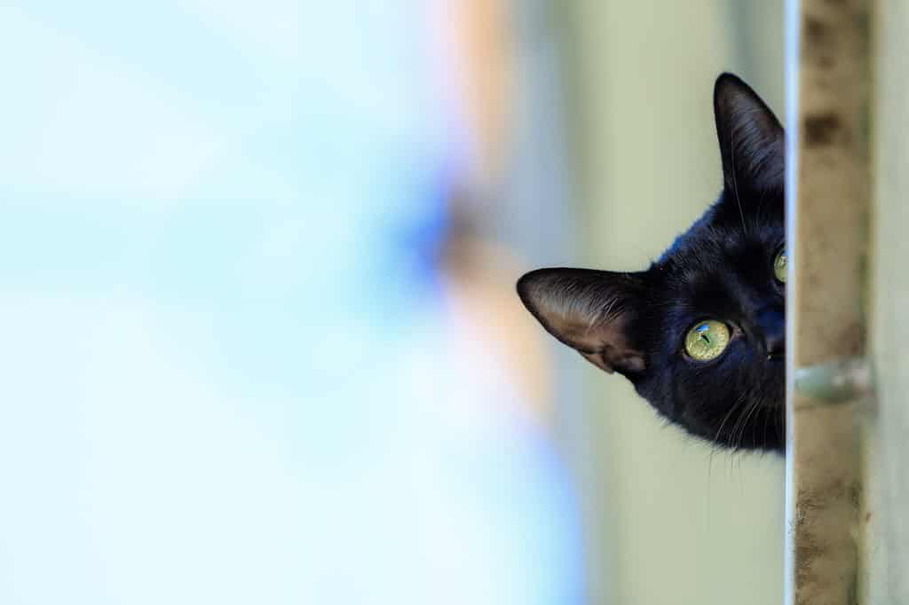 il gatto nero è un gatto domestico con pelliccia nera che può essere una razza mista o specifica. Il gatto riconosce 22 razze di gatti che possono avere un mantello nero uniforme. La razza Bombay è esclusivamente nera.