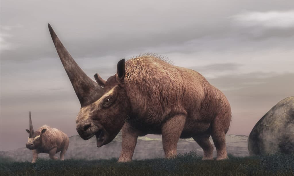 L'Elasmotherium è famoso per il suo mostruoso corno lungo 3 metri.