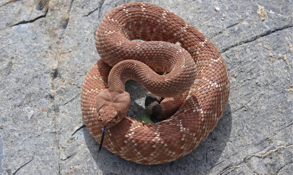 Serpente a sonagli rosso a forma di diamante arrotolato