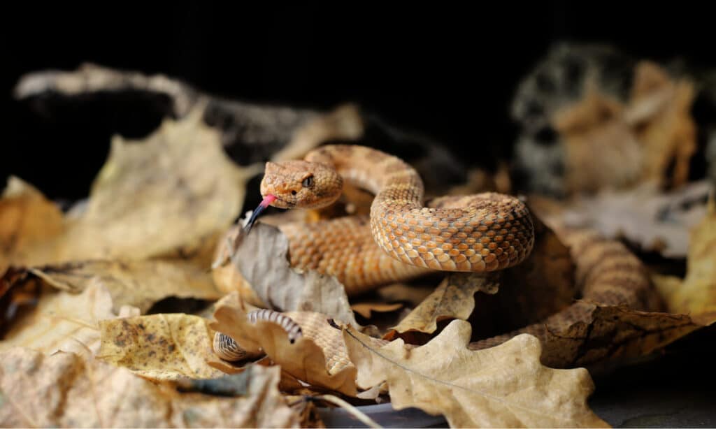 Serpente a sonagli Panamint