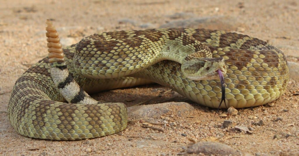 Serpente a sonagli del Mojave