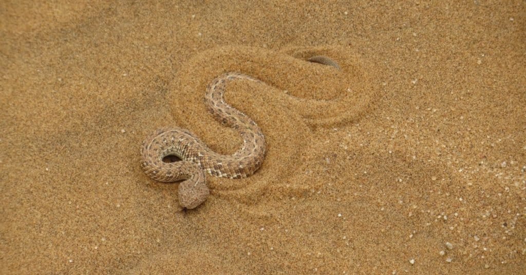 Incredibili animali del deserto: Sidewinder