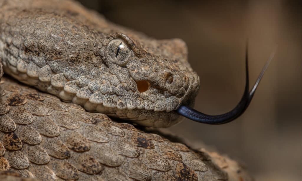 Crotalo maculato (Crotalus pyrrhus)