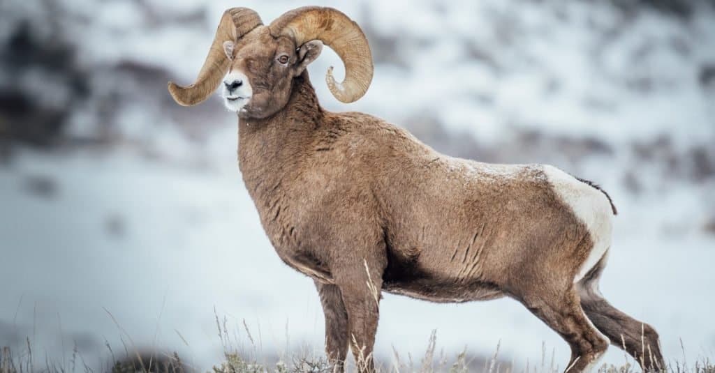 Bellissimo montone bighorn delle Montagne Rocciose nella neve.