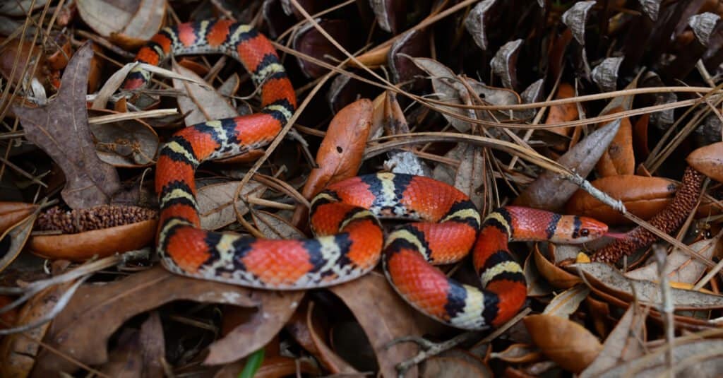 Serpenti nel Mississippi - Serpente scarlatto (Cemophora coccinea) 