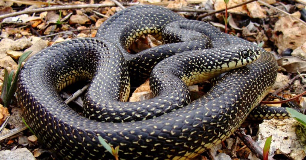 Serpenti nel Mississippi - Serpente reale nero orientale (Lampropeltis nigra)