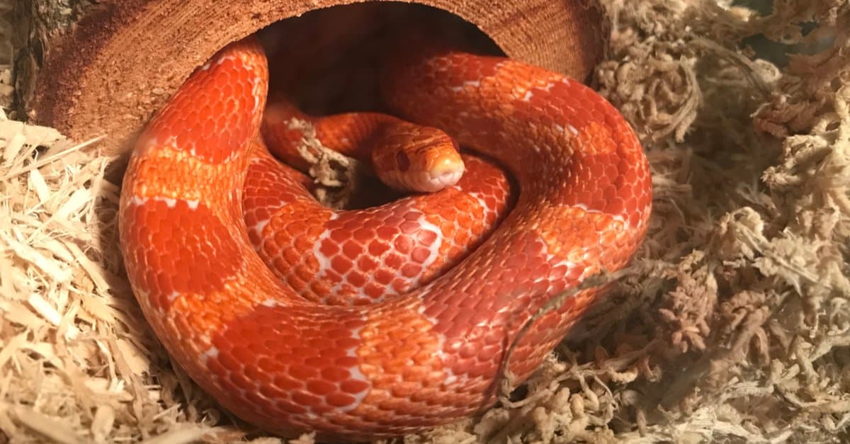 serpente del grano nel terrario