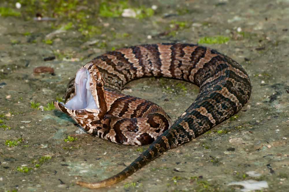 Serpente mocassino