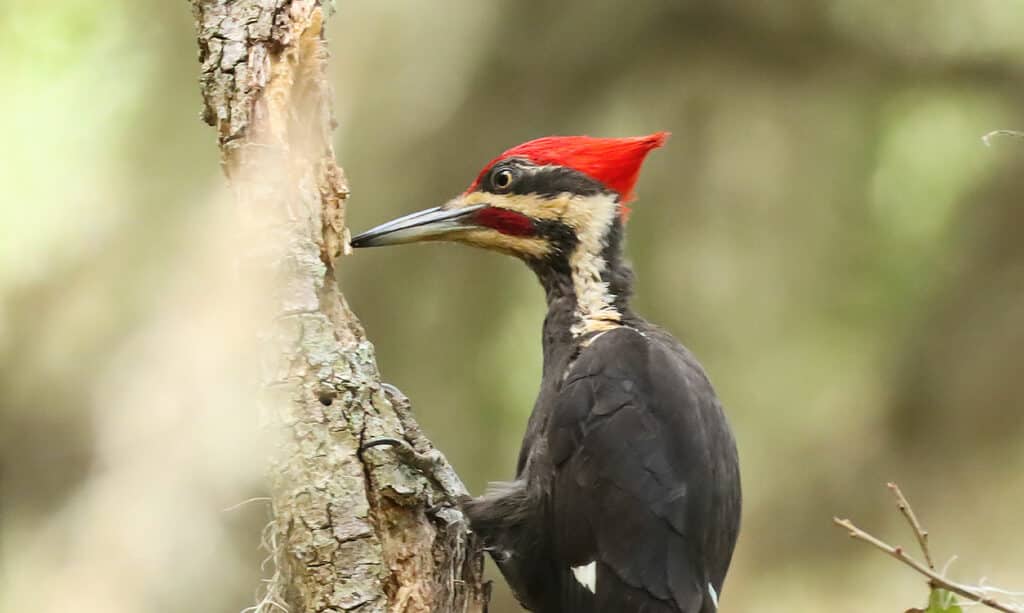 Picchio dal becco d'avorio, Animale, Fauna selvatica, Becco, Uccello