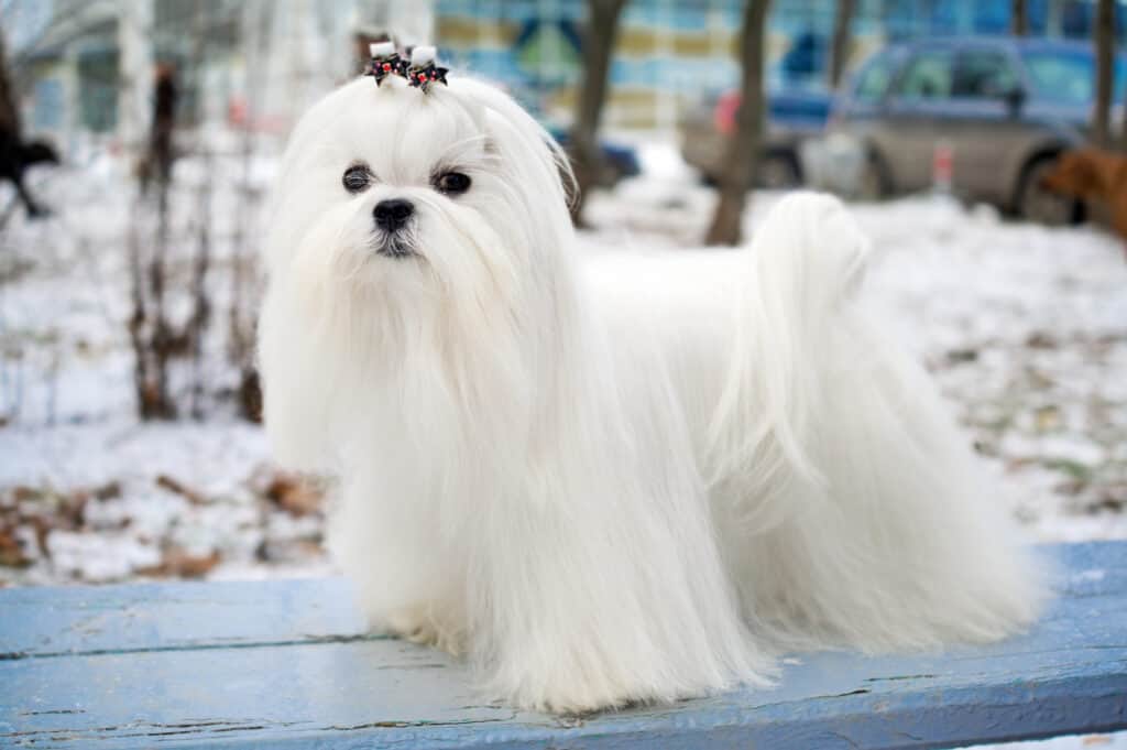 Cane maltese a pelo lungo.