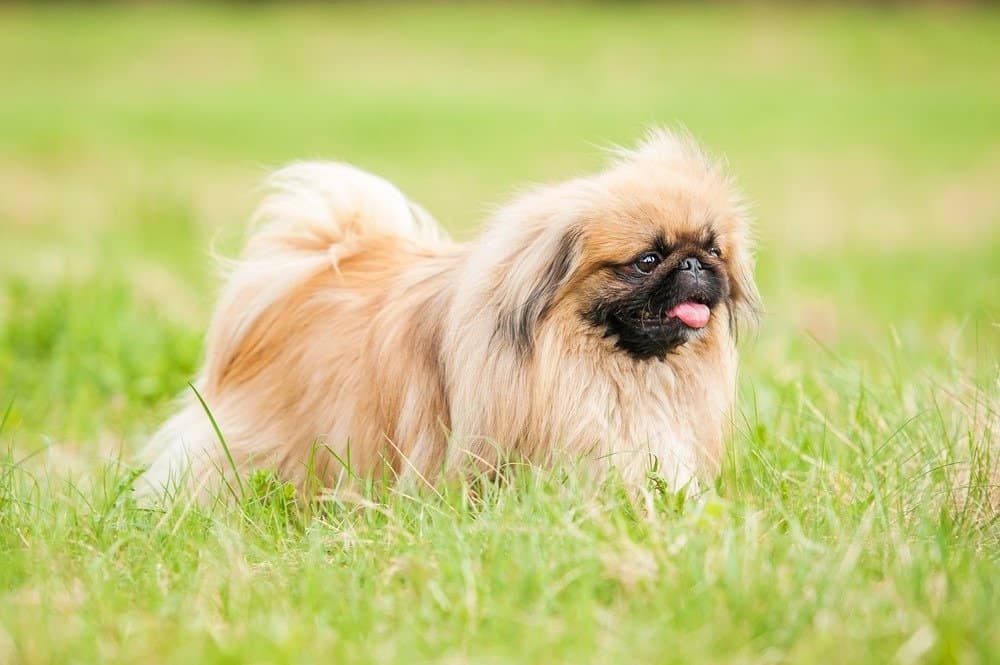 Cane pechinese che passeggia all'aperto