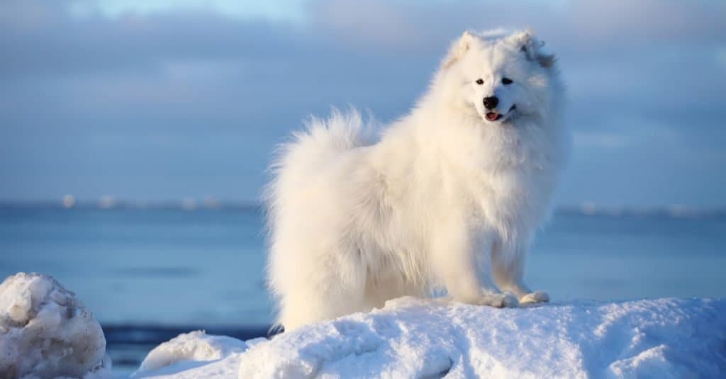 Animali più soffici: Samoiedo