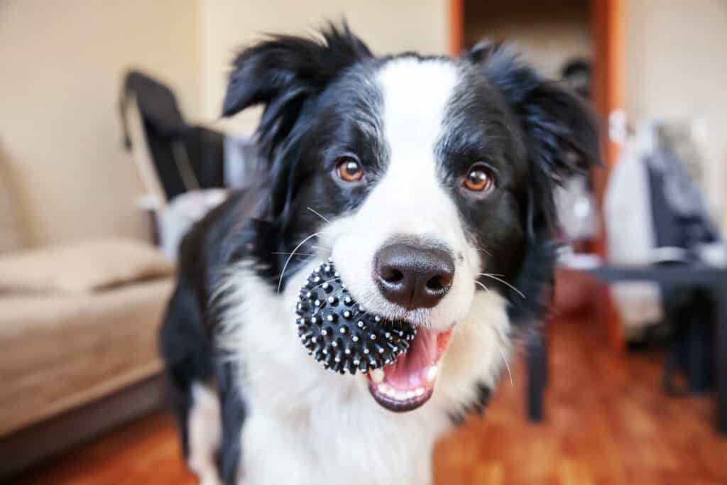 I migliori prodotti per animali domestici nel Prime Day