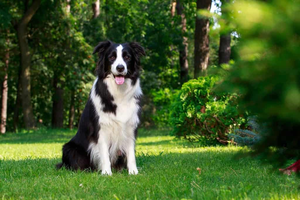 Cane di razza Border Collie seduto in giardino