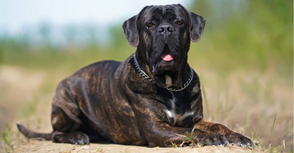 Cane Corso sdraiato fuori nella terra