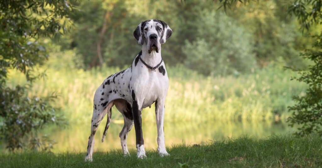 Animali bianchi - Alano bianco