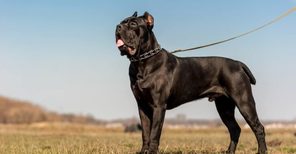 La razza di cane con il morso più forte - Cane Corso