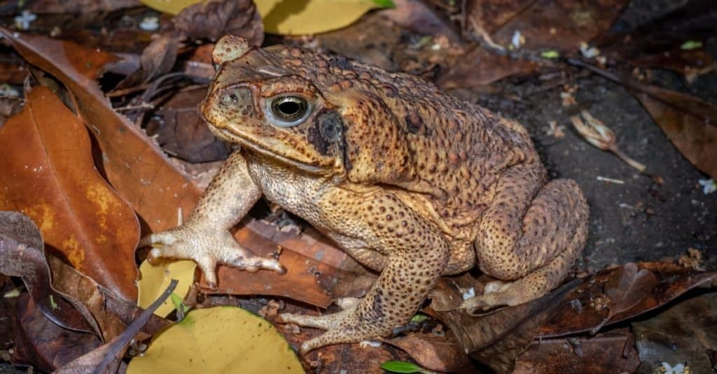 Gli animali più stupidi del mondo: i rospi delle canne